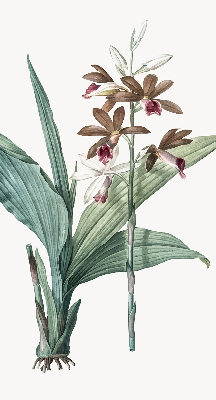 Store enrouleur Fleur