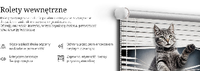 Store intérieur Chat