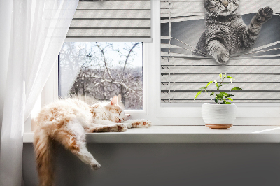 Store intérieur Chat