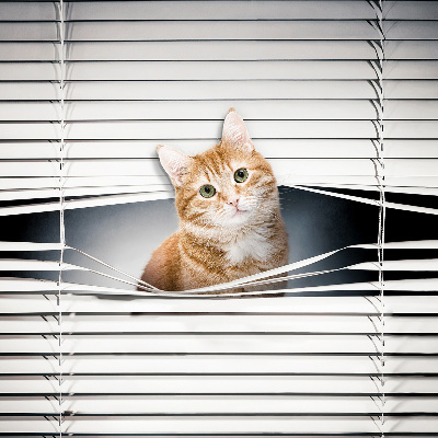 Store enrouleur Chat roux