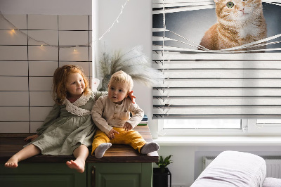 Store enrouleur Chat roux