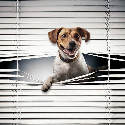 Store intérieur Chien