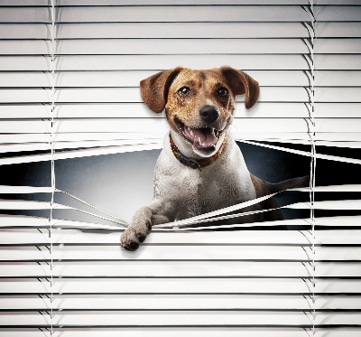 Store intérieur Chien