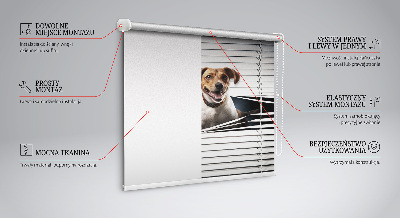 Store intérieur Chien