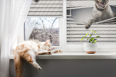 Store intérieur Chien