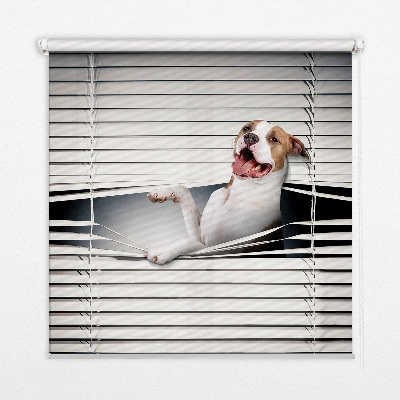 Store enrouleur Chien