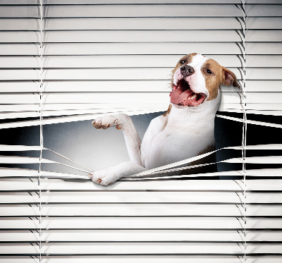 Store enrouleur Chien