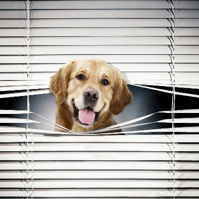 Store intérieur Chien d'or