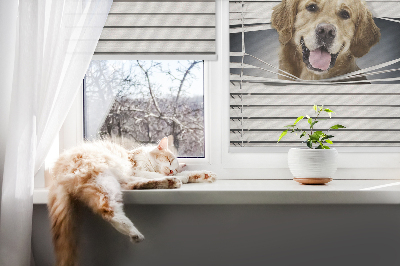 Store intérieur Chien d'or