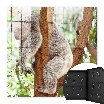 Koala se relaxant dans son environnement naturel