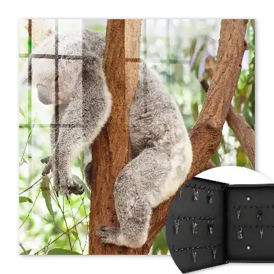 Koala se relaxant dans son environnement naturel