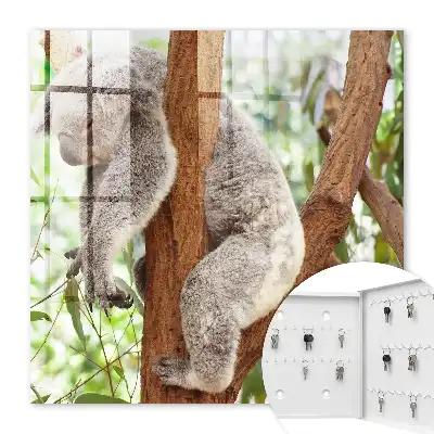 Koala se relaxant dans son environnement naturel