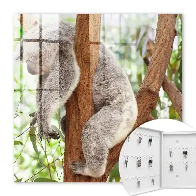 Koala se relaxant dans son environnement naturel