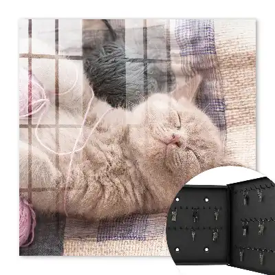 Chaton dormant paisiblement