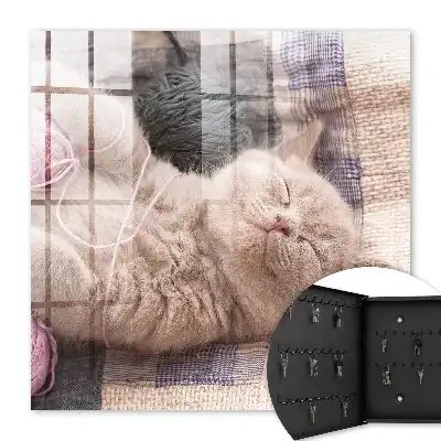 Chaton dormant paisiblement