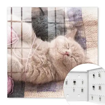 Chaton dormant paisiblement