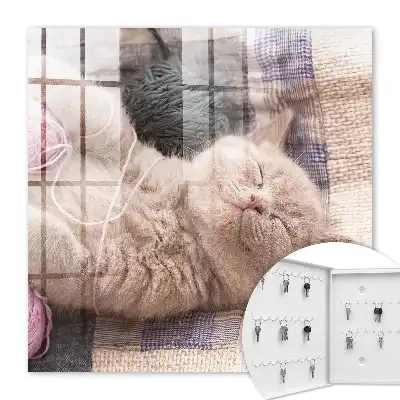 Chaton dormant paisiblement