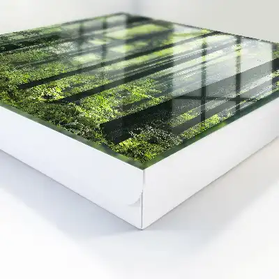 Forêt verte du soleil