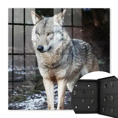 Un loup dans une forêt pleine de contrastes