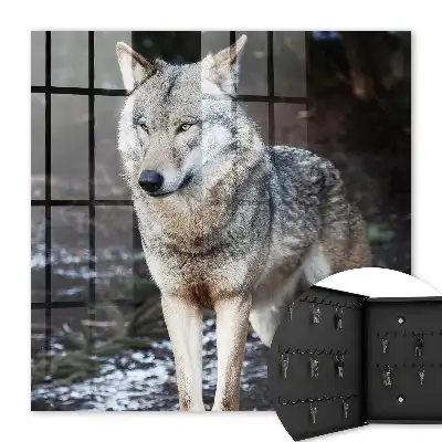 Un loup dans une forêt pleine de contrastes