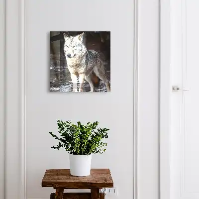 Un loup dans une forêt pleine de contrastes
