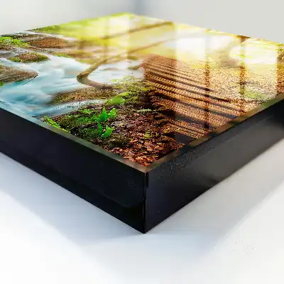 Un coin de forêt dans la forêt verte