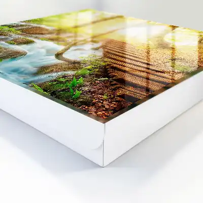 Un coin de forêt dans la forêt verte