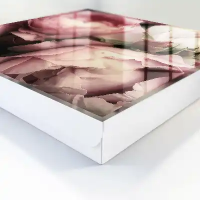 La beauté des roses dans les nuances