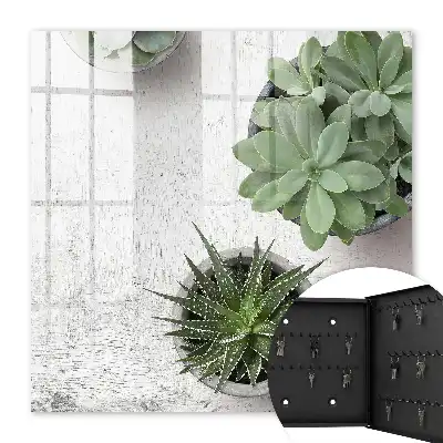 Plantes succulentes vertes sur fond clair
