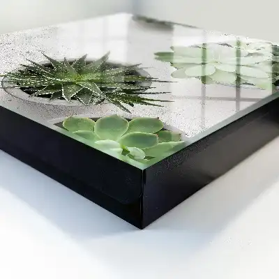 Plantes succulentes vertes sur fond clair