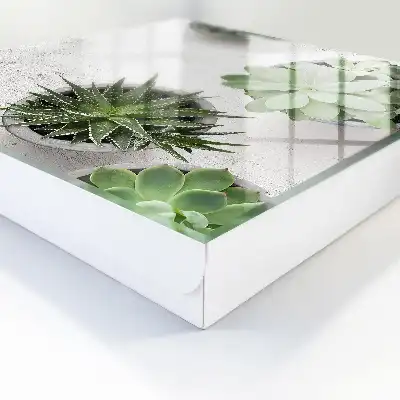 Plantes succulentes vertes sur fond clair