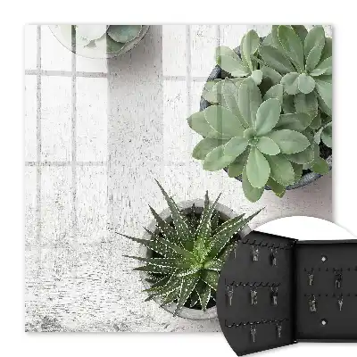 Plantes succulentes vertes sur fond clair