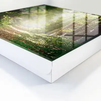 Paysage forestier avec arbres verts