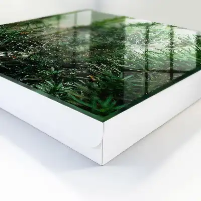 Toile d'araignée dans une forêt d'aiguilles vertes