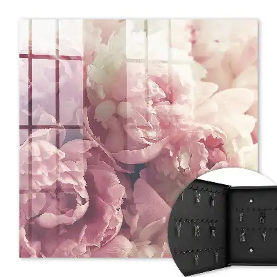 Pivoines rose crème