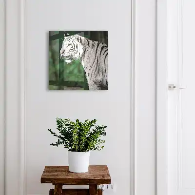 Tigre blanc dans un environnement verdoyant