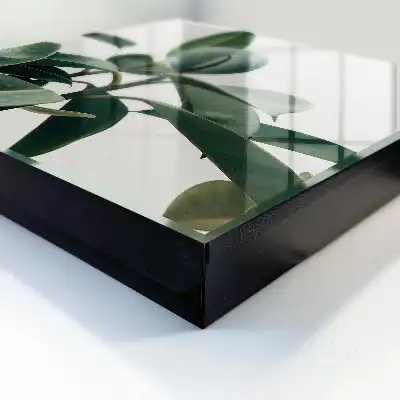 Feuilles de ficus sur fond clair