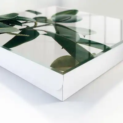 Feuilles de ficus sur fond clair