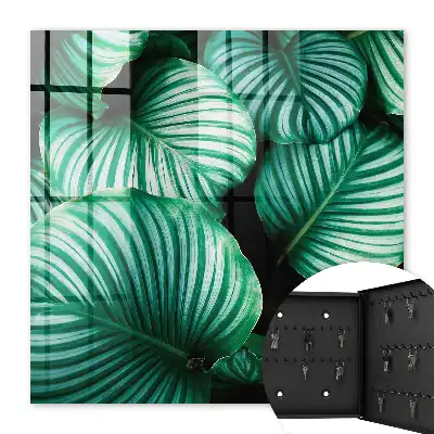 Structure de la feuille verte