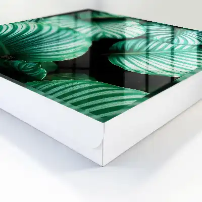 Structure de la feuille verte