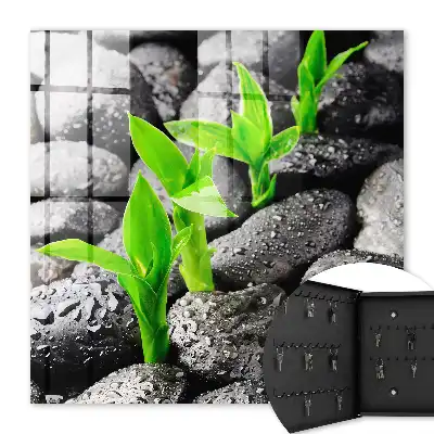 La nature verte des pierres mouillées