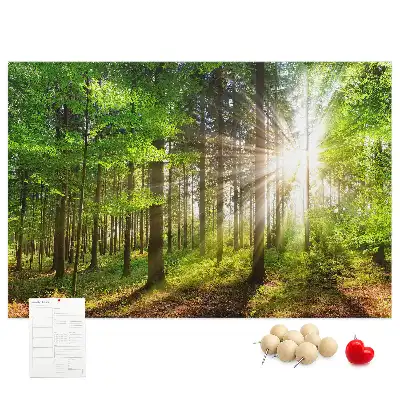 Tableau d’affichage en liège Forêt lever du soleil