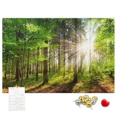 Tableau d’affichage en liège Forêt lever du soleil