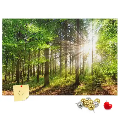 Tableau d’affichage en liège Forêt lever du soleil