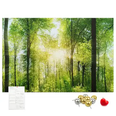 Tableau d’affichage en liège Nature forêt arbres