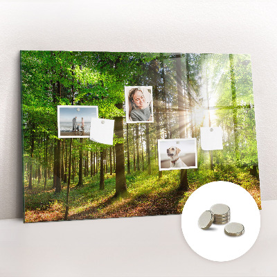 Tableau pour magnet Lever de soleil dans la forêt