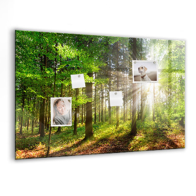 Tableau pour magnet Lever de soleil dans la forêt