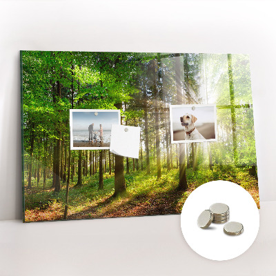 Tableau pour magnet Lever de soleil dans la forêt