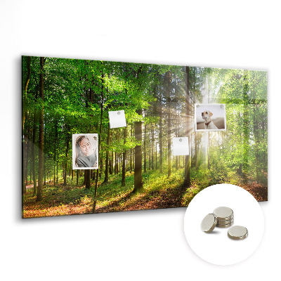 Tableau pour magnet Lever de soleil dans la forêt