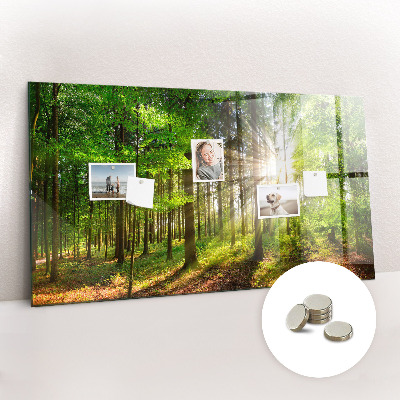 Tableau pour magnet Lever de soleil dans la forêt